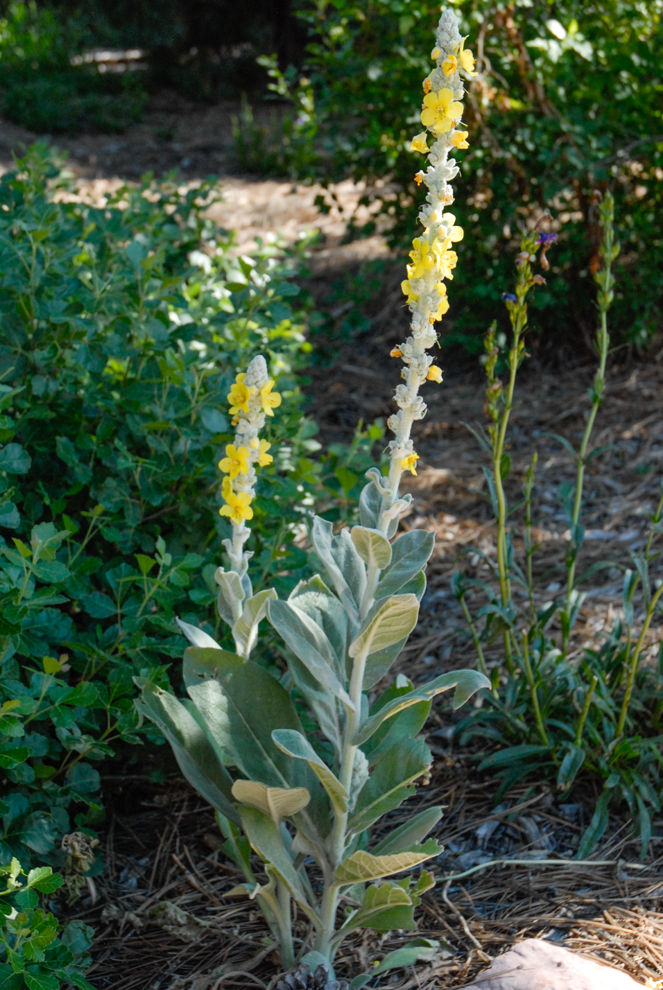 Arctic Summer Mullein